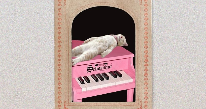 貓躺在鋼琴上昏倒了：貓調子｜貓薄荷
